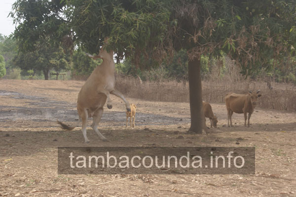 tamba
