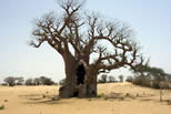 baobab_1.jpg