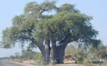 baobab_2.jpg