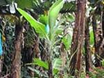 banane