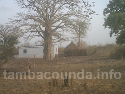 thiara
