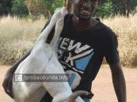 A Tambacounda, tous les moyens sont bons pour transporter le mouton de tabaski